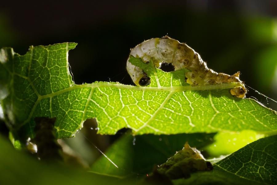 Chenille de ver à soie mangeant une feuille de mûrier