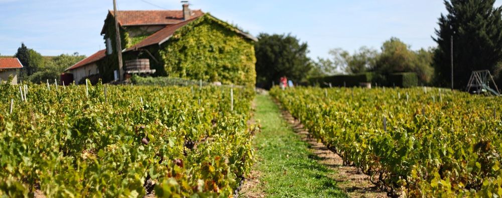 L'Ermitage - Régnié