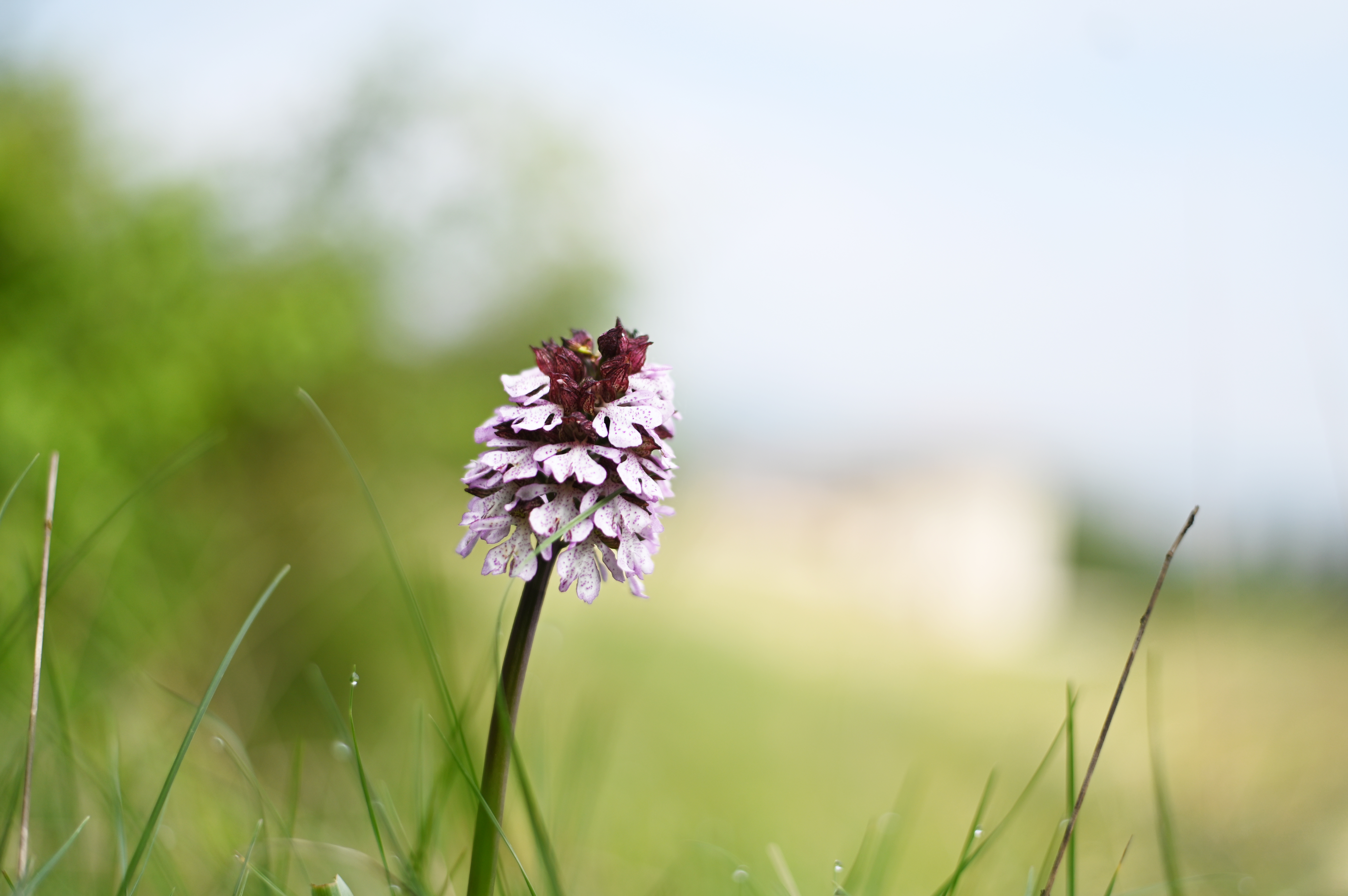Balades Découverte de la nature "Orchidées"