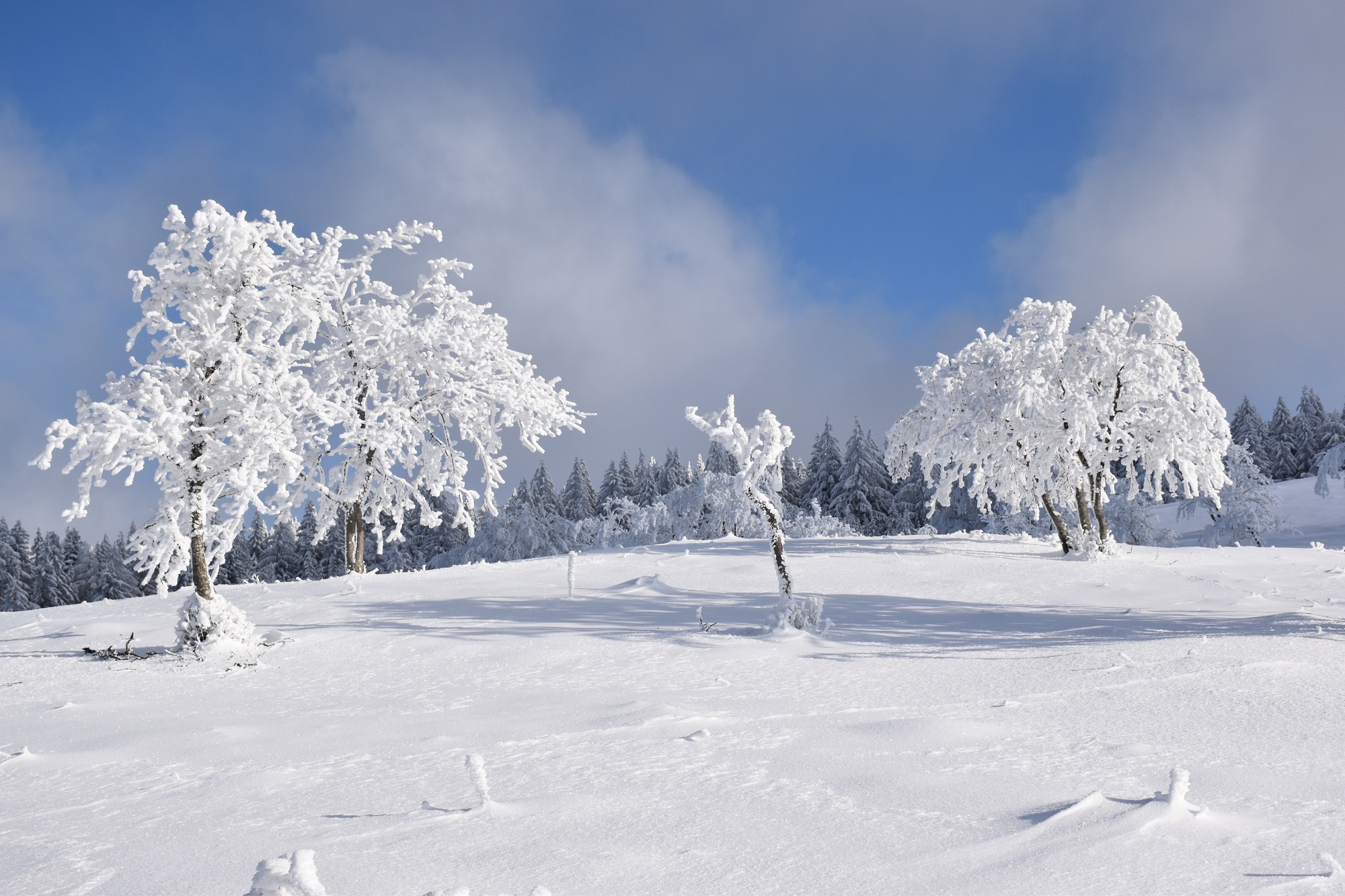 Piste verte de ski de fond du Plateau de Retord : La Vezeronce