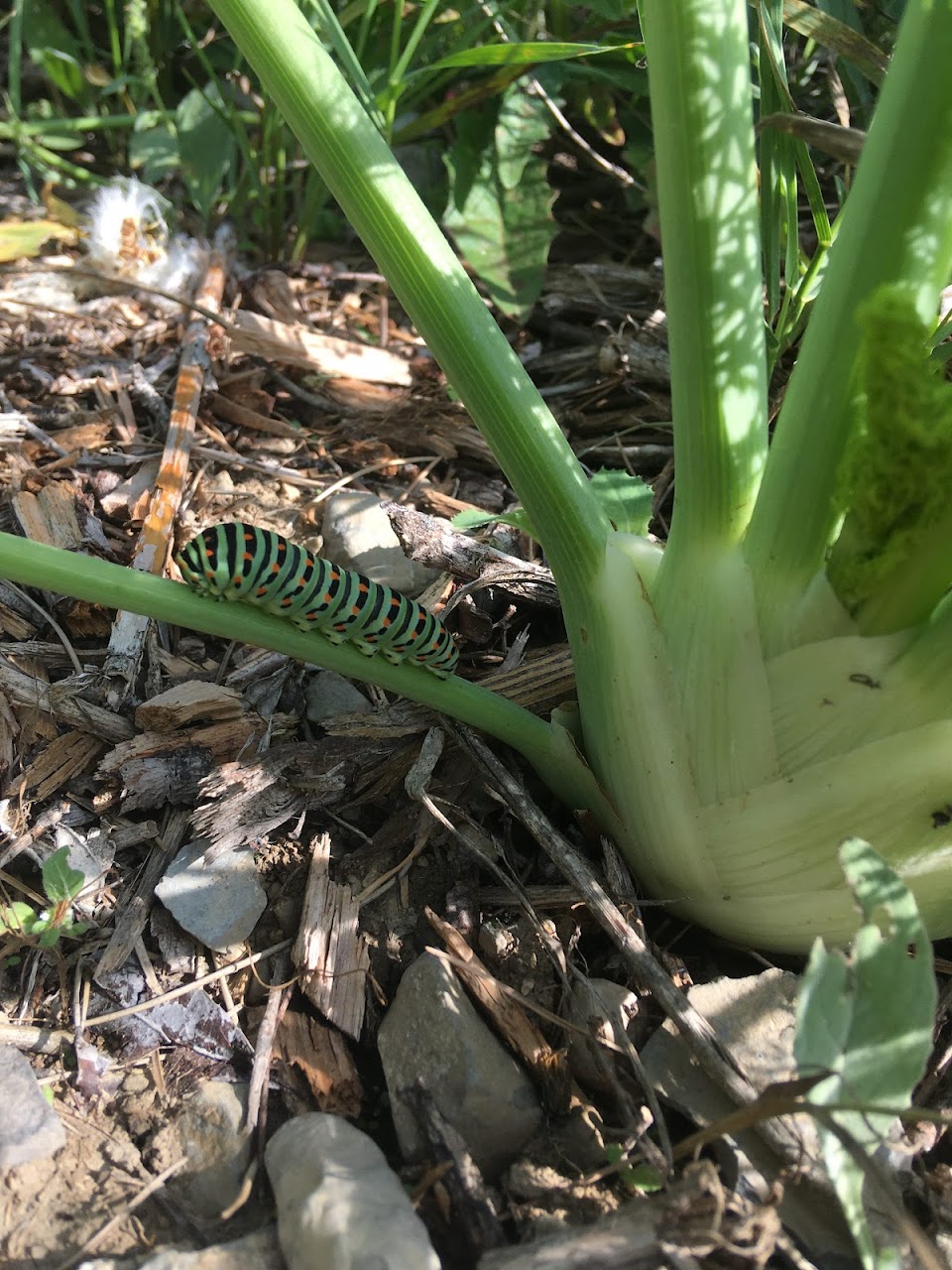 Le maraicher de Bimont - photo 4