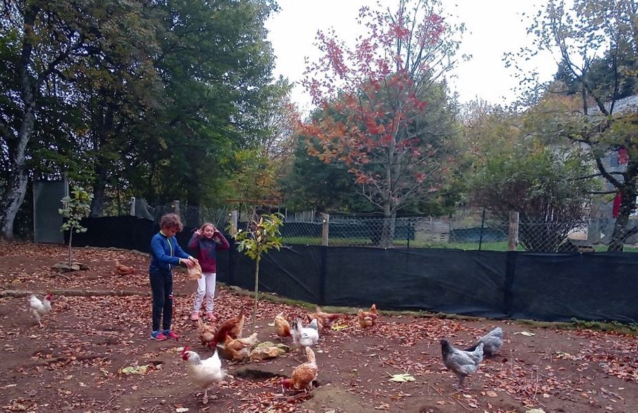 poules