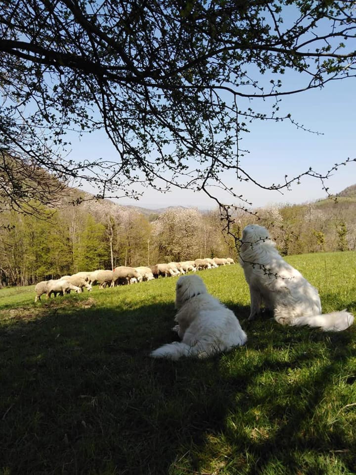 A tout bout d'champ  - Venez fêter les 10 ans de la Bergerie de la Rouye avec nous !_Bouvante