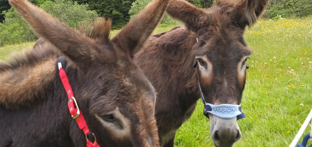 Randonnée accompagnée avec les ânes - 1/2 journée