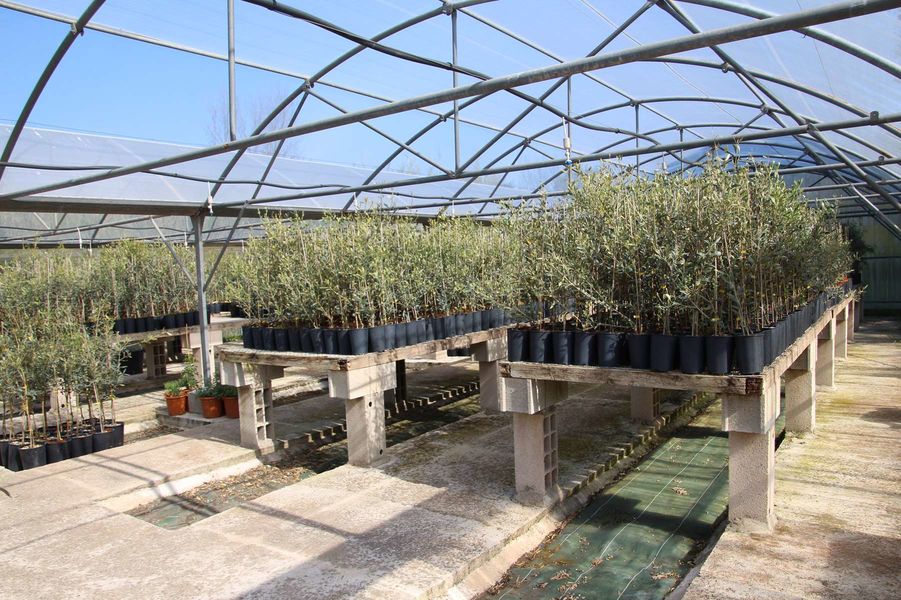 Domaine de l'Olivette | Domaine de l'Olivette Domaine de l'Olivette