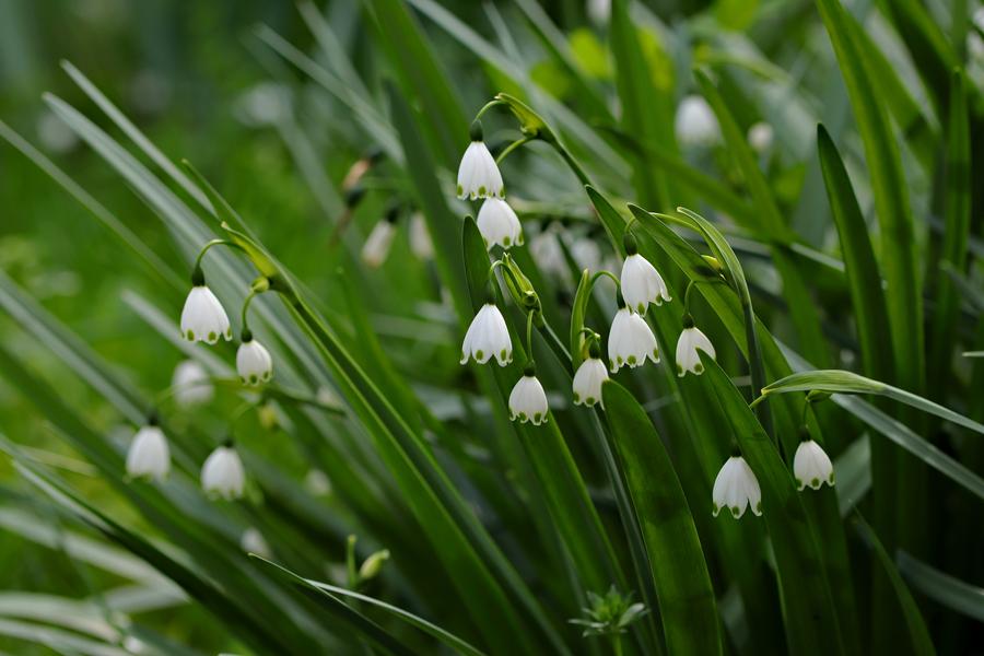 Nivéole d'été - Phanérogame - Plante herbacée