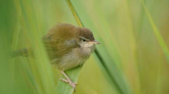 Balade naturaliste : à la découverte des oiseaux_Allex
