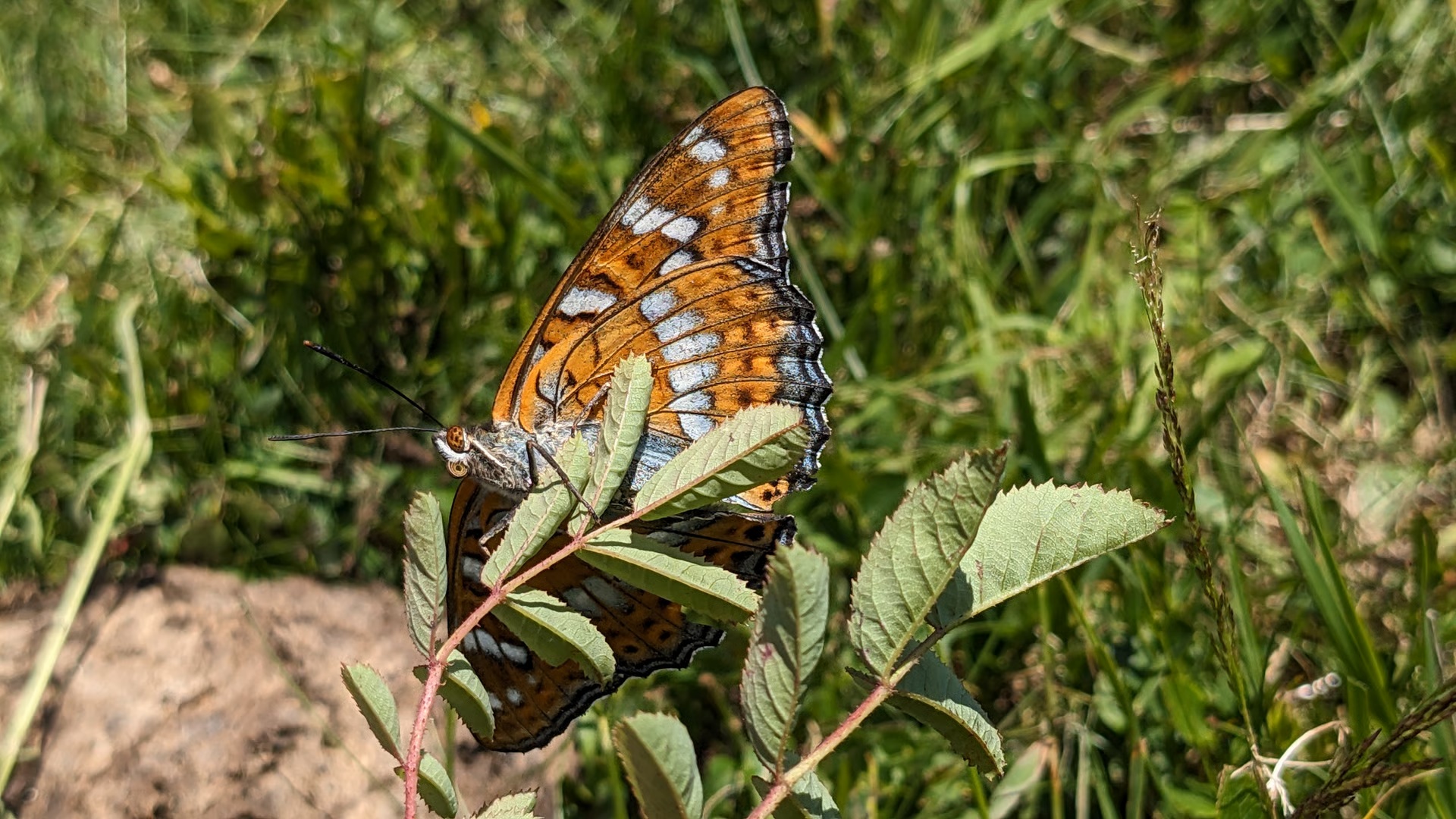 Découverte guidée des insectes vivant autour du refuge du Crêt du Poulet