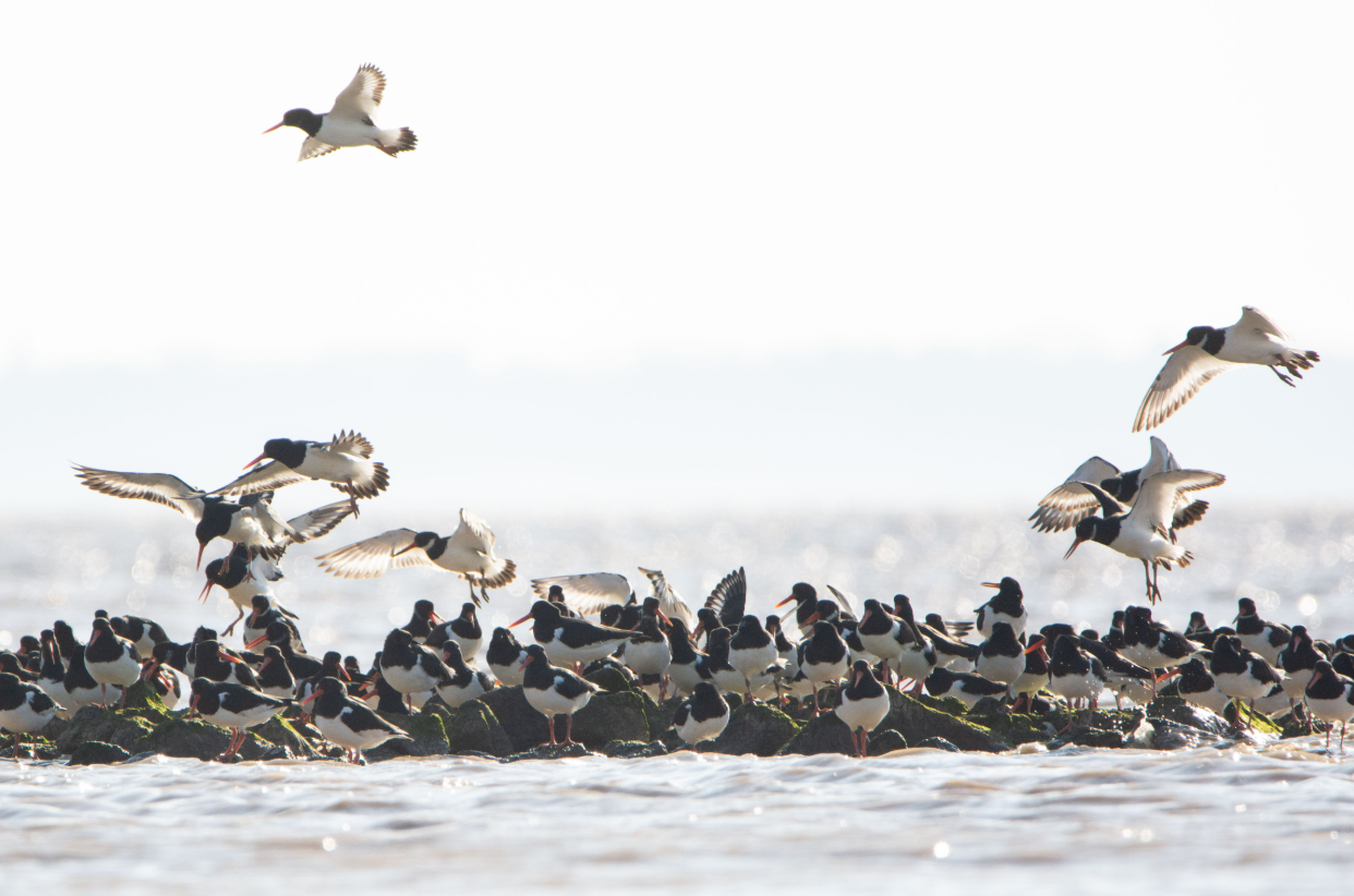 Les oiseaux de la Baie d'Yves
