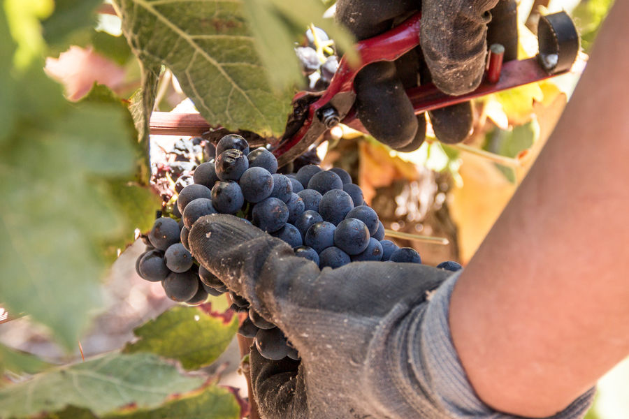 terroir vignes