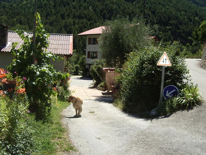 Libellules en haur de la  la grande maison