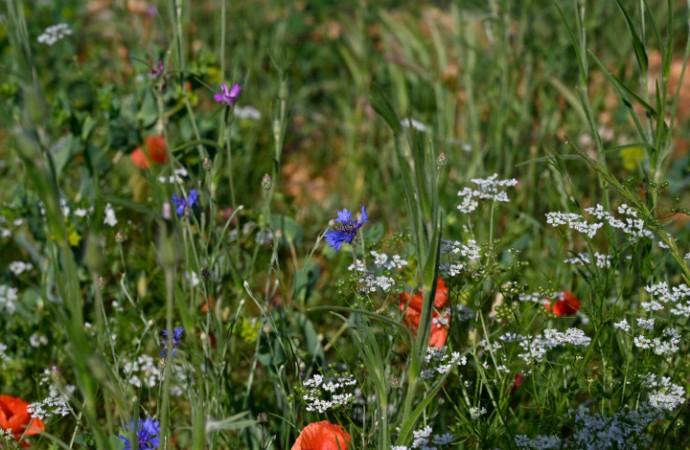 Conférence sur les plantes messicoles_L'Argentière-la-Bessée