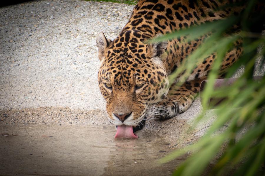 Jaguar en train de boir dans son bassin