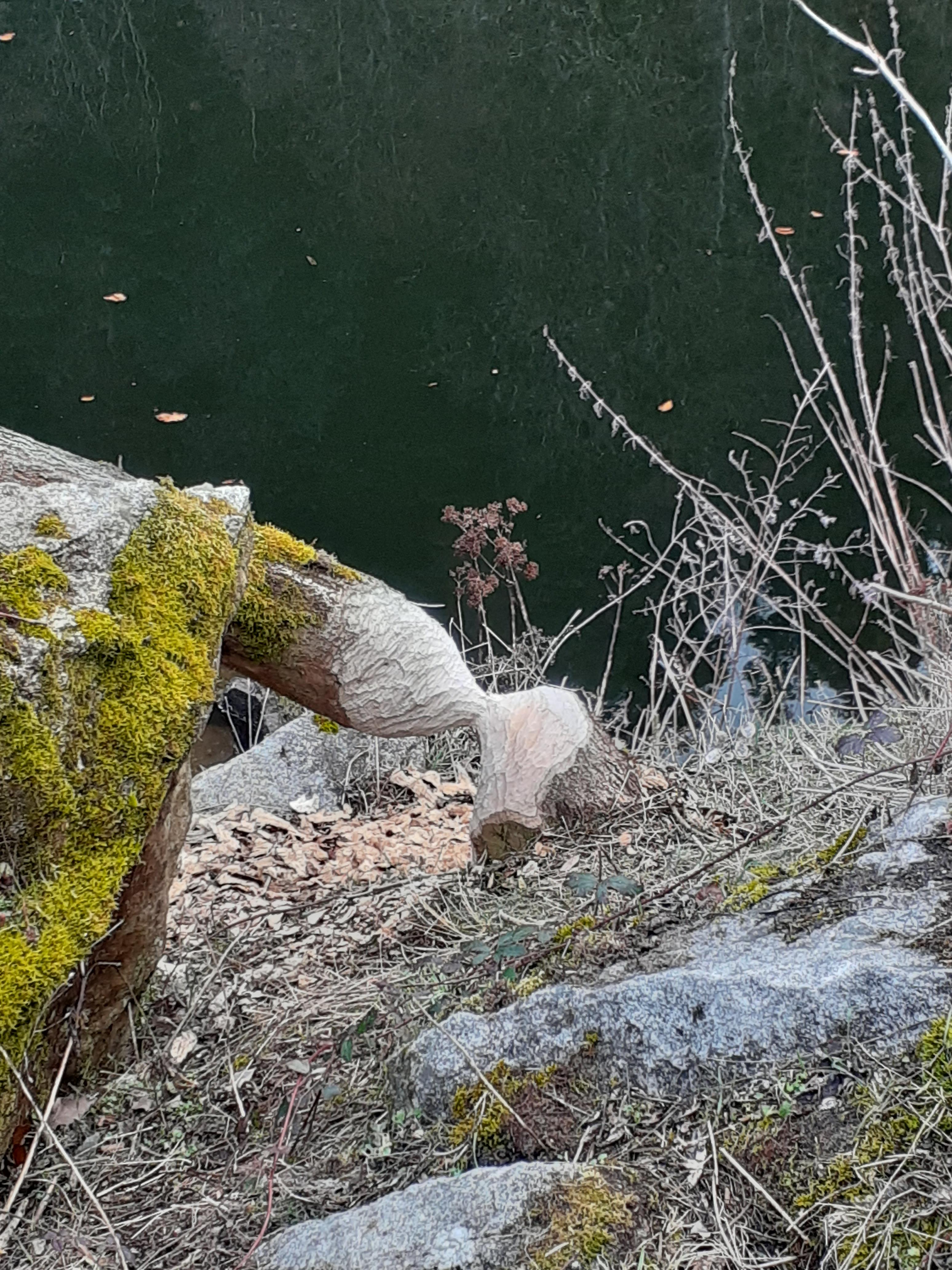 Sur la trace des plantes sauvages et du castor au bord du Lignon