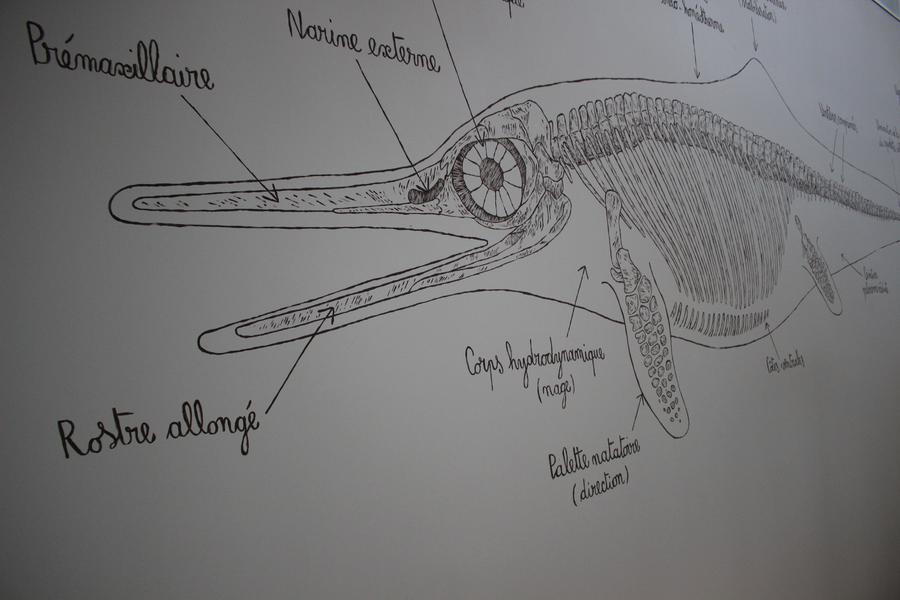 Fossilea_Ichtyosaure