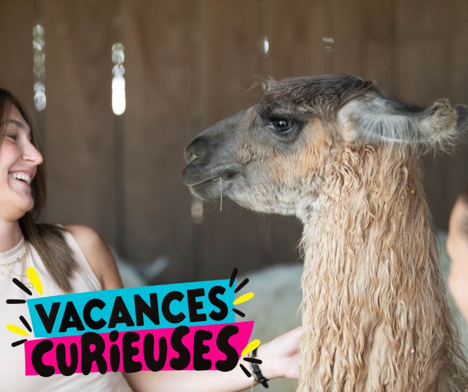 Lamas des plaines