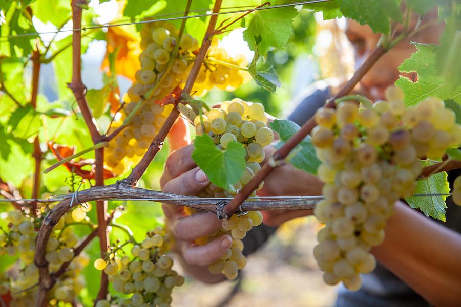 Excursion : Au fil de l'eau, au gré des vins_Vongnes