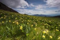 Jonquilles au coeur des Coulmes