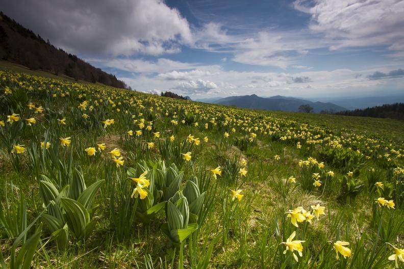 Jonquilles au coeur des Coulmes