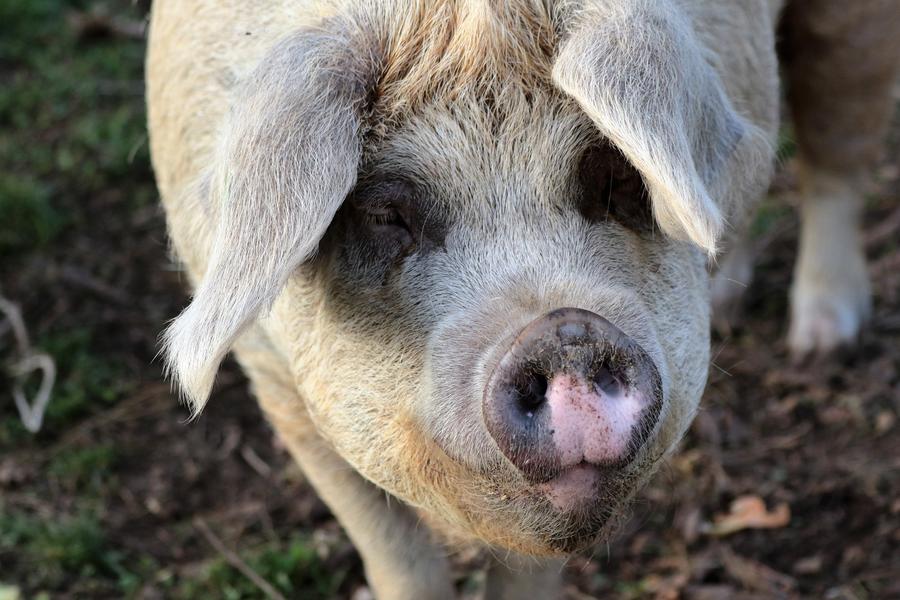 Portait de cochon en extérieur
