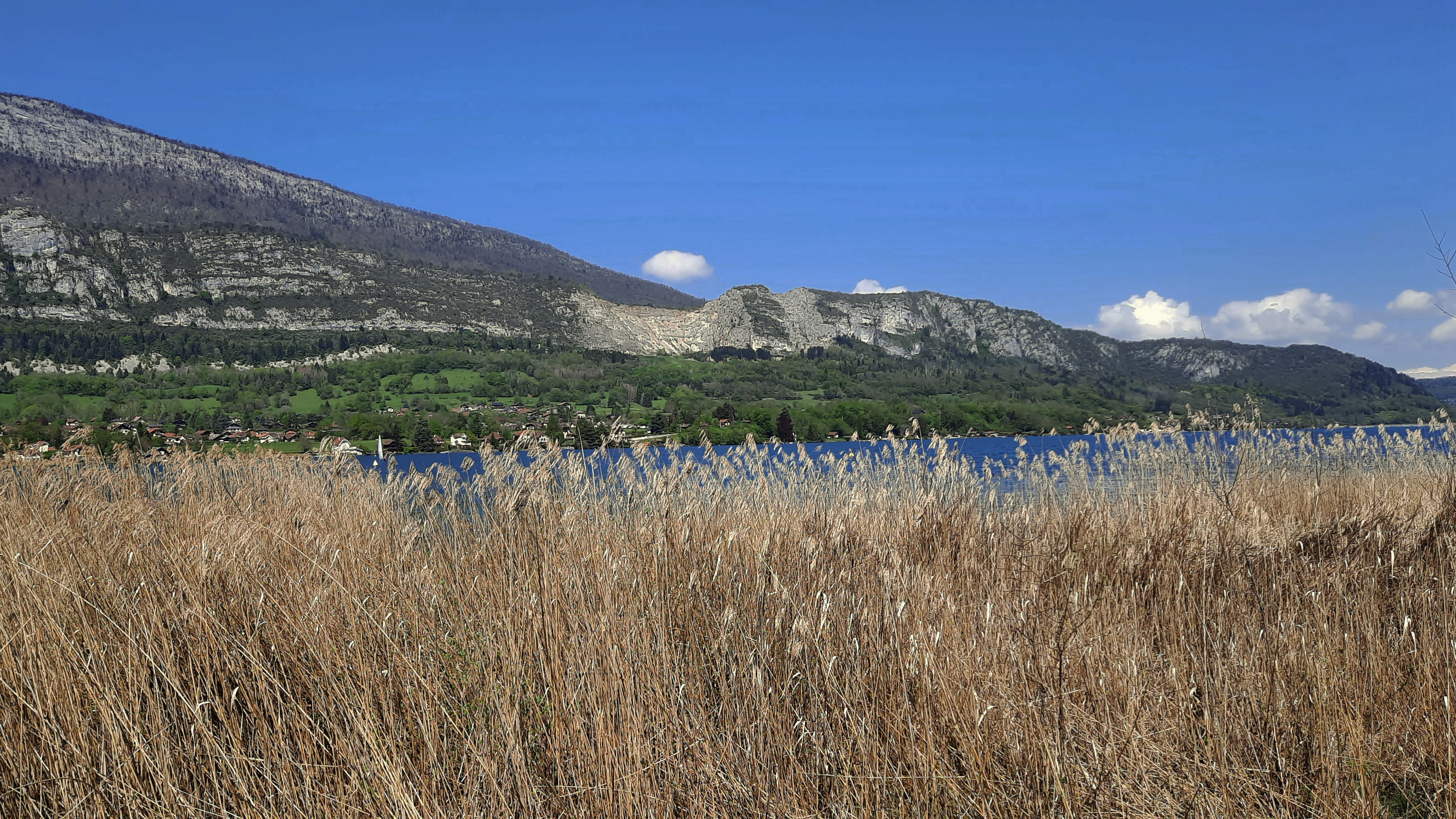 reedbeds in the Nature Reserve at les Sources du lac d'Annecy