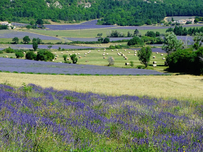 Le plateau de Sault