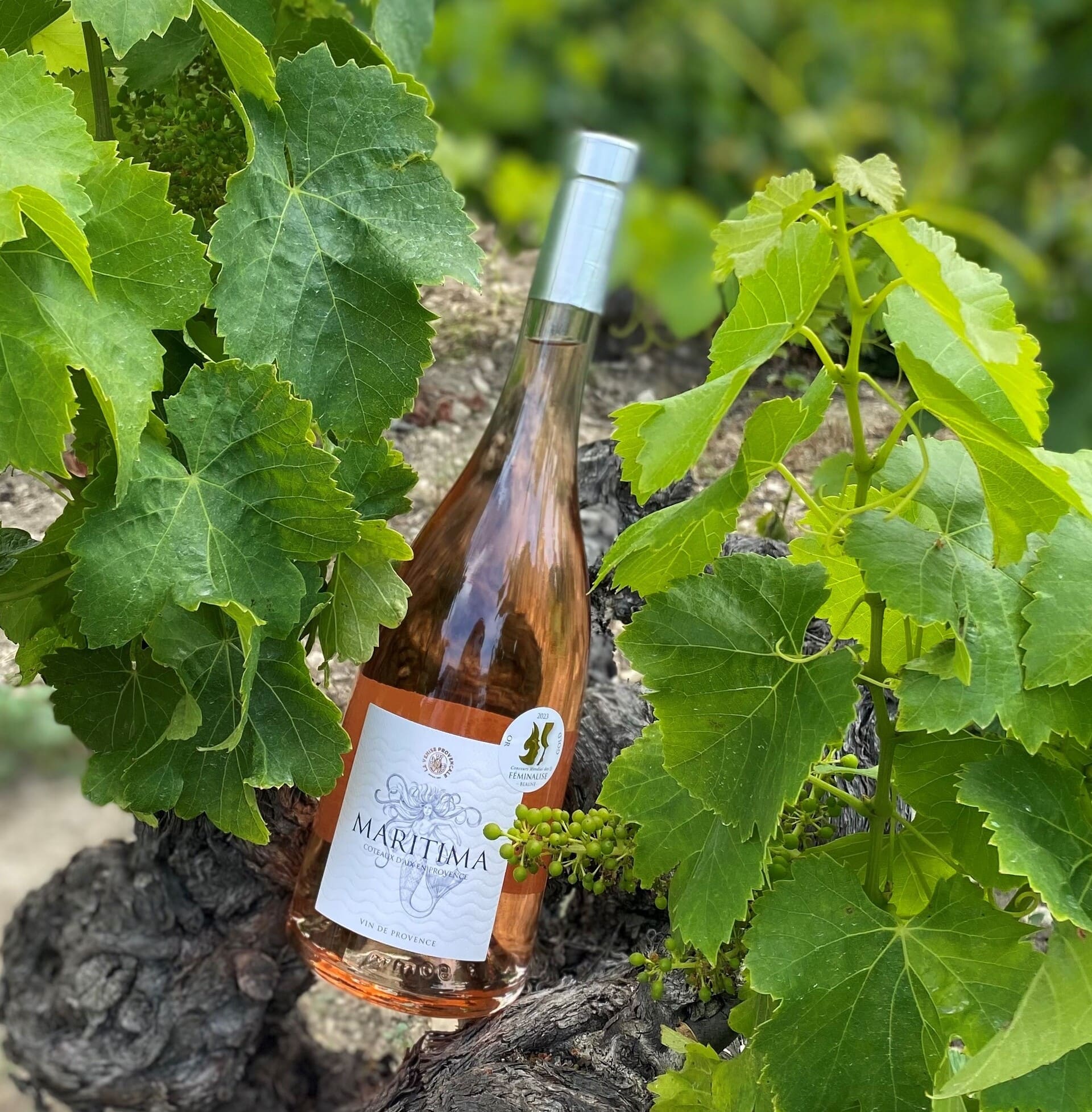 La Venise Provençale, cave viticole - photo 5