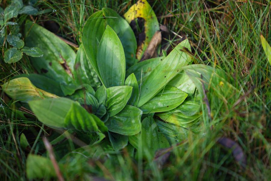 - © OT PDE Animation scientifique : Plantes sauvages comestibles et savoirs populaires_Vallouise-Pelvoux - © OT PDE