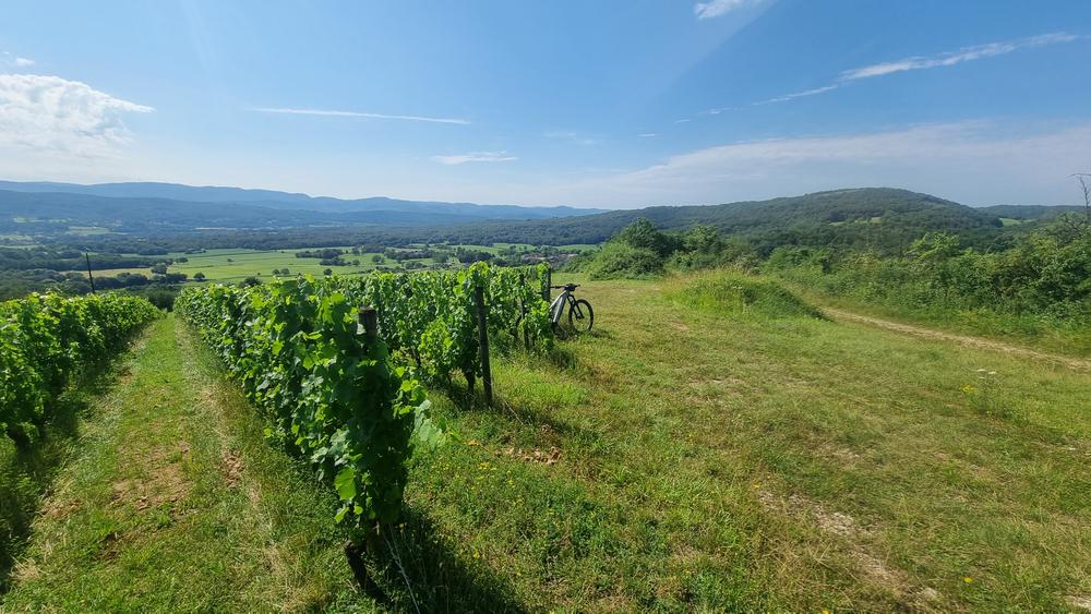Belvédère du Mont de Rignat - Vignes de Rignat
