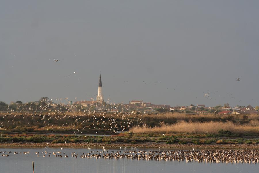 Point d'observation des oiseaux Réserve Naturelle
