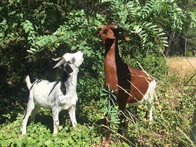 Lou Miss Château des trois Sautets
