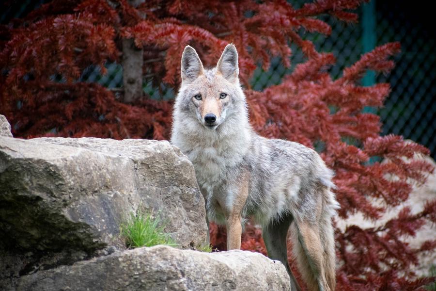 Animation des coyotes
