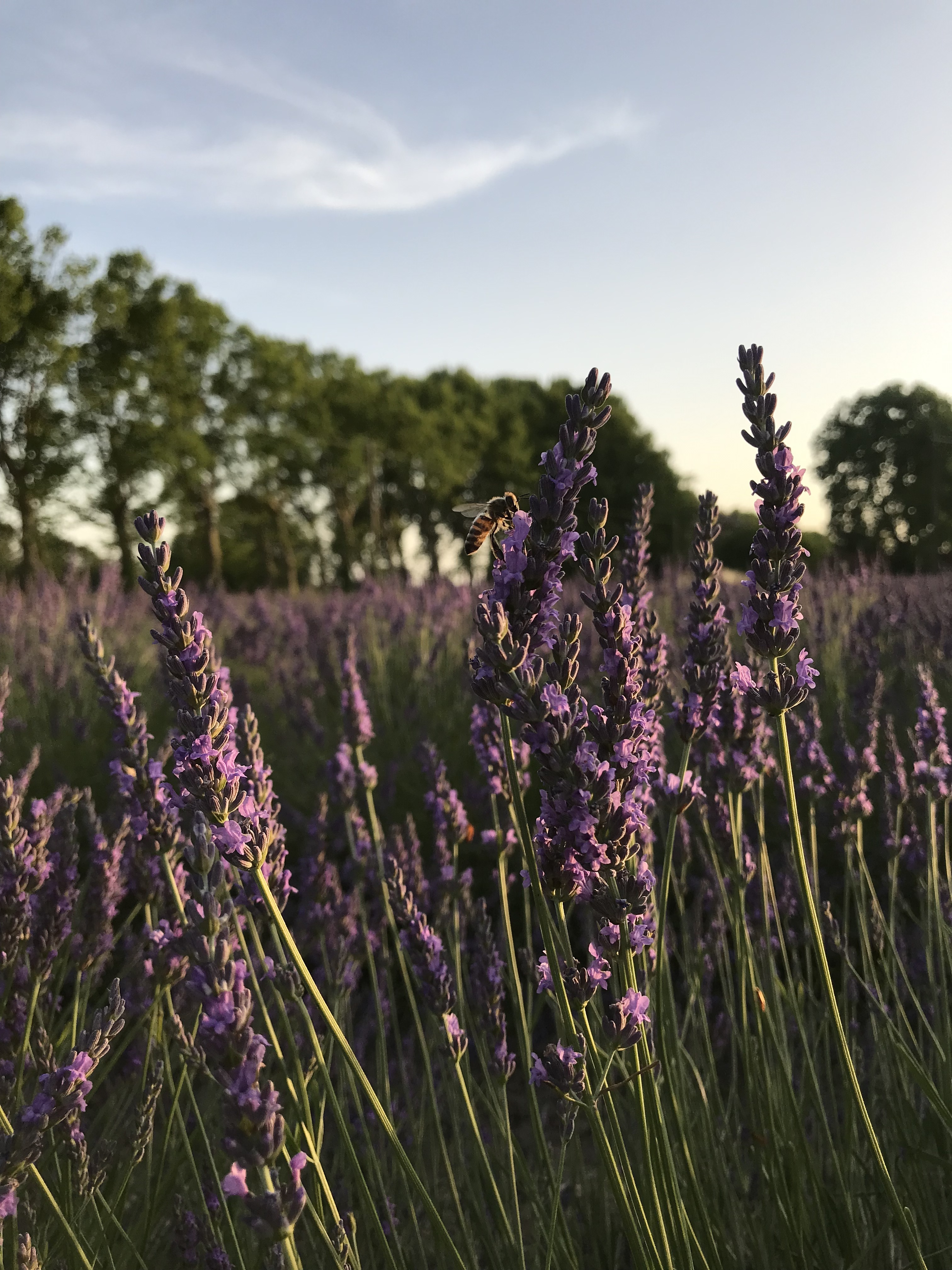 Butinarello - photo 4