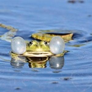 Mercredis des marm'eau - C'est la fête à la grenouille ! (Parents-enfants de 3 à 5 ans) - Maison du Marais de Lavours_Ceyzérieu