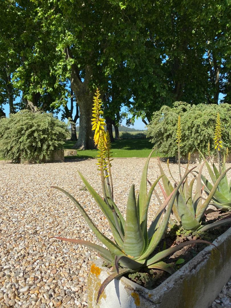 Lavande, Fontvieille - photo 14