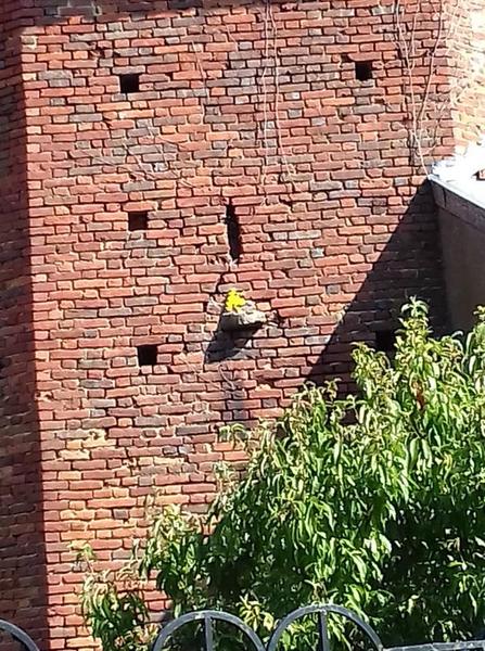 Circuit VTT-VTC n°19 (rouge) La Bresse de St Trivier_Saint-Trivier-de-Courtes