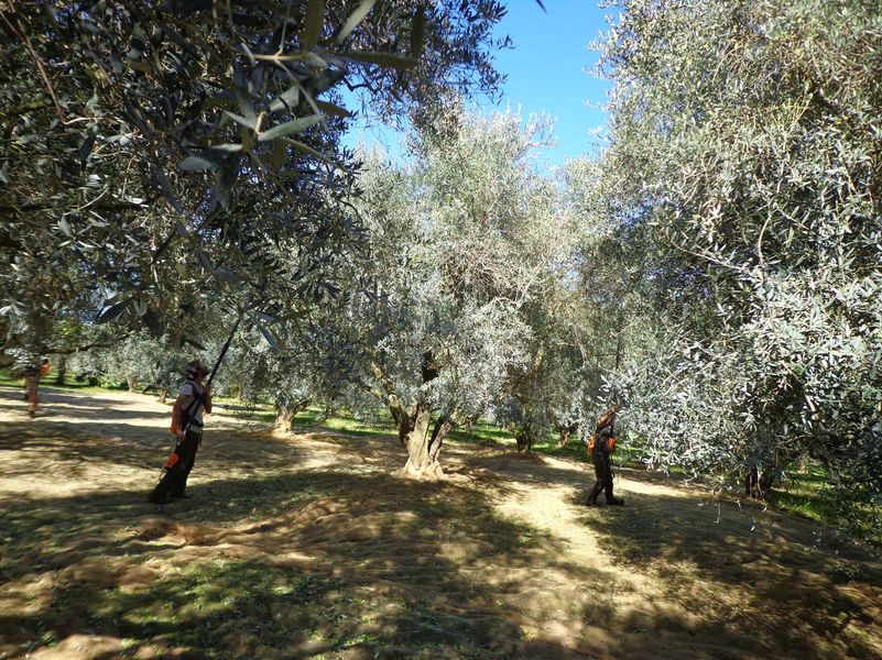 Domaine de l'Olivette | Domaine de l'Olivette Domaine de l'Olivette