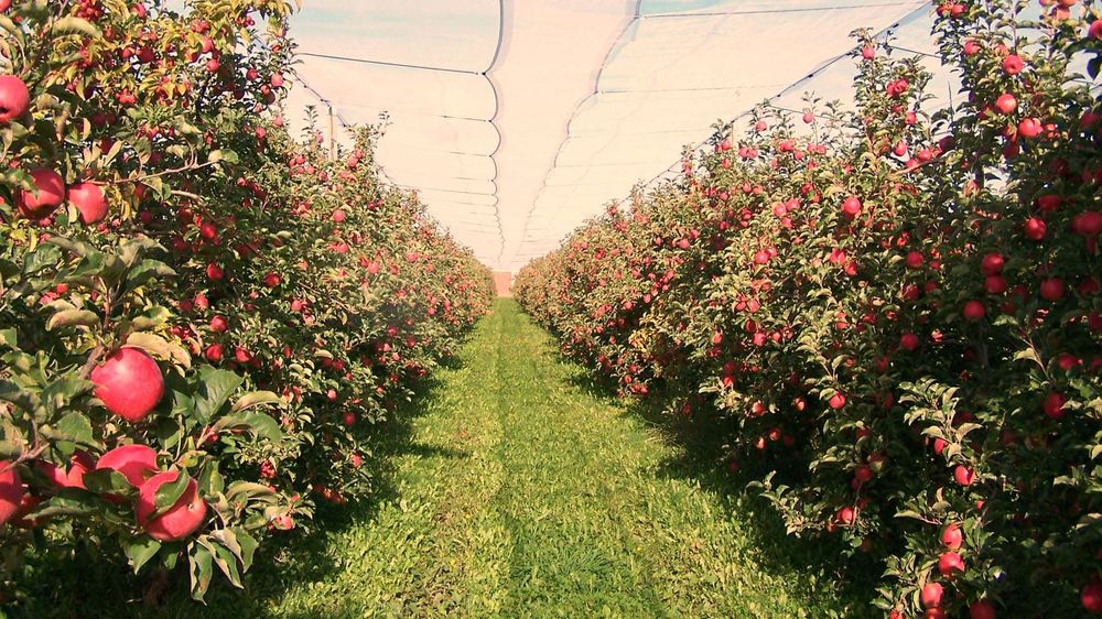 Les Fruits de Châtenet