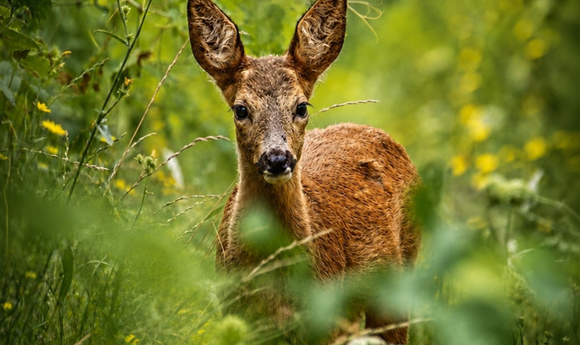 Photographie d'Erwan vernay