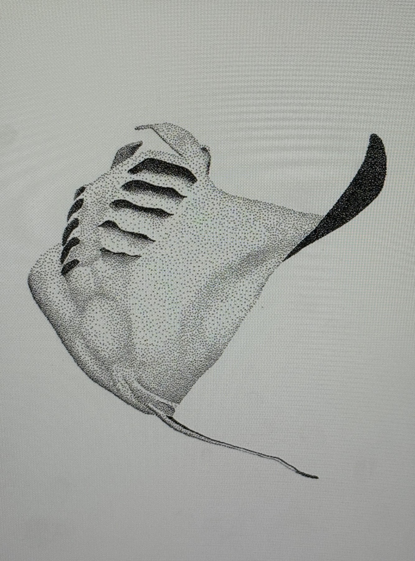 Exposition - Points d'encre, point de vue