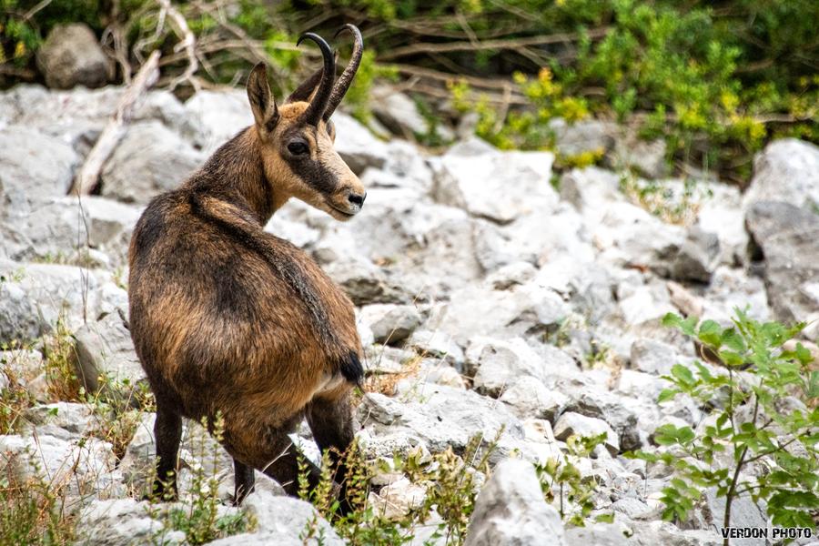 Découvrir les oiseaux et les chamois du Verdon_Castellane