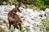 Découvrir les oiseaux et les chamois du Verdon_Castellane