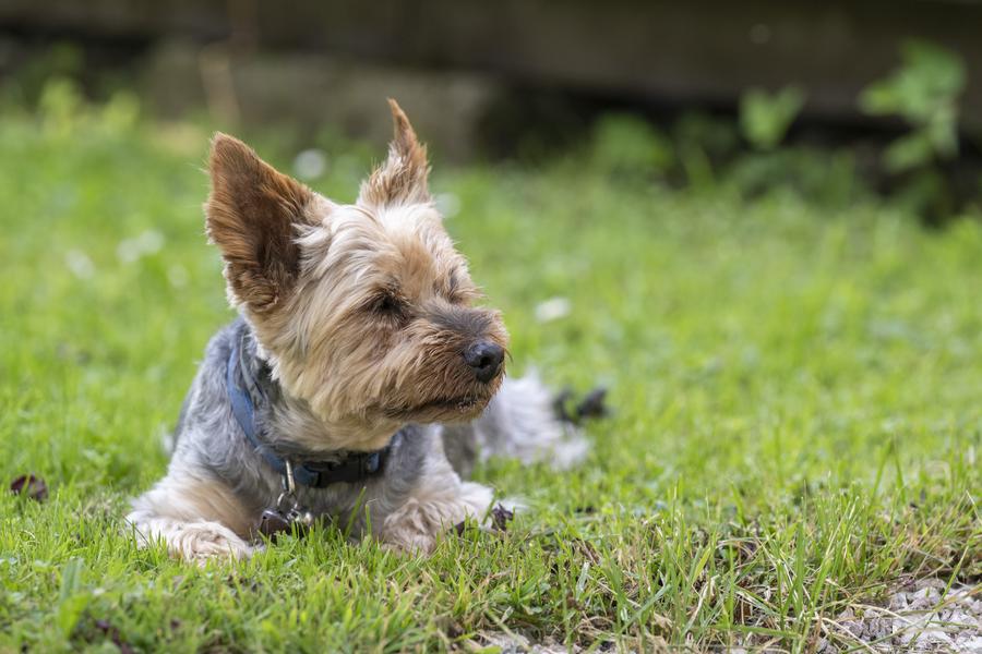 Hôtel le Cro-Bidou_Saint-Paul-en-Chablais