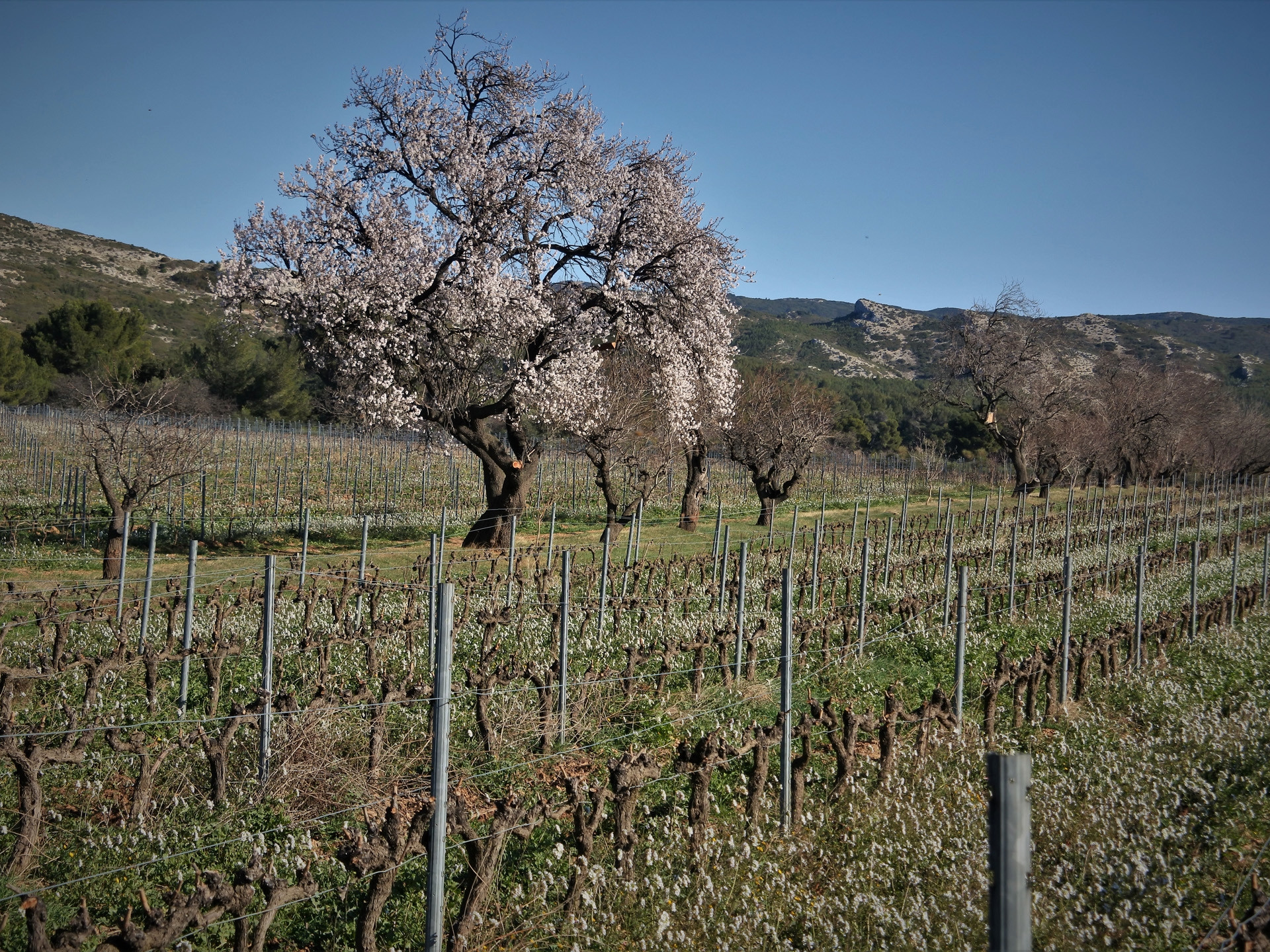 Le vignoble des Alpilles, rêve antique (Circuit 3 / Est)  France Provence-Alpes-Côte d'Azur Bouches-du-Rhône Orgon 13660