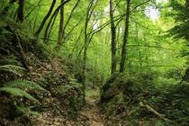 Chemin des cascades