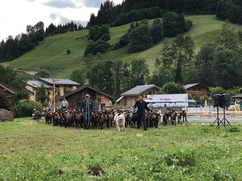 Denis et ses chèvres