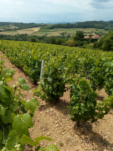 VIGNE du DOMAINE CHATELUS