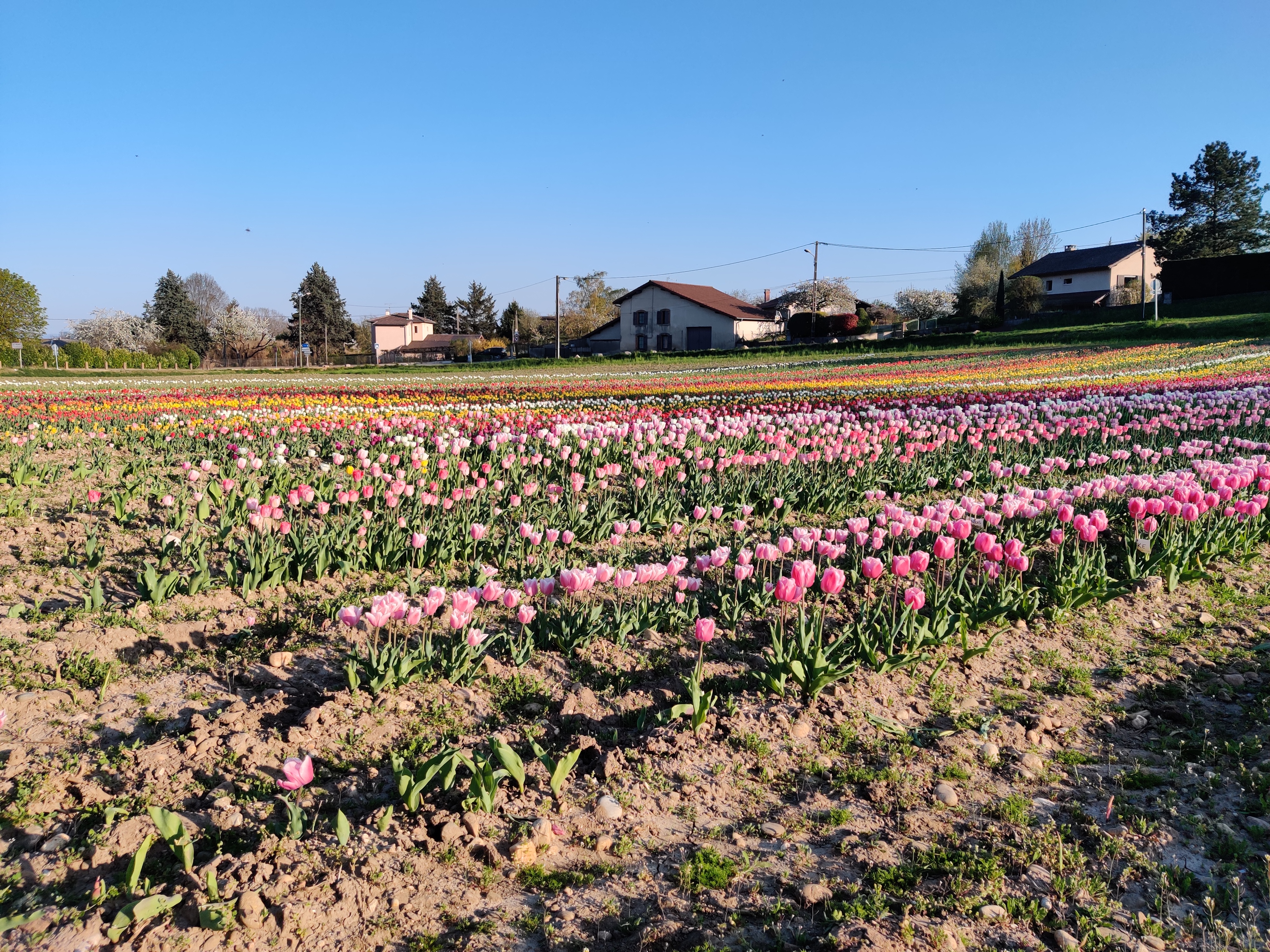 Tulipes contre le cancer_Pérouges