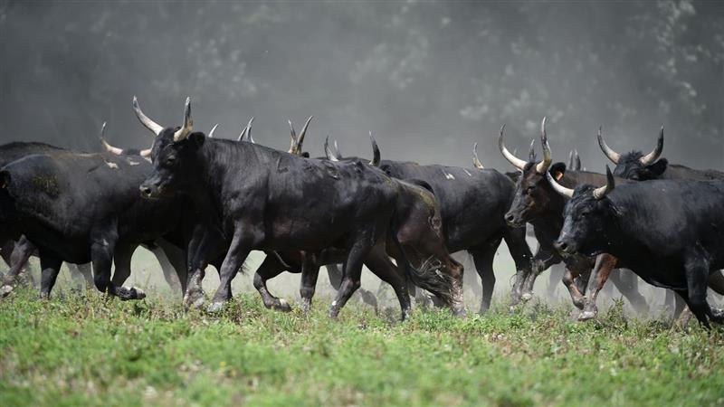 Soirée Camarguaise à la manade Blanc