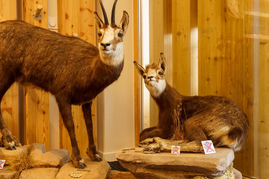 Z'animots de la montagne